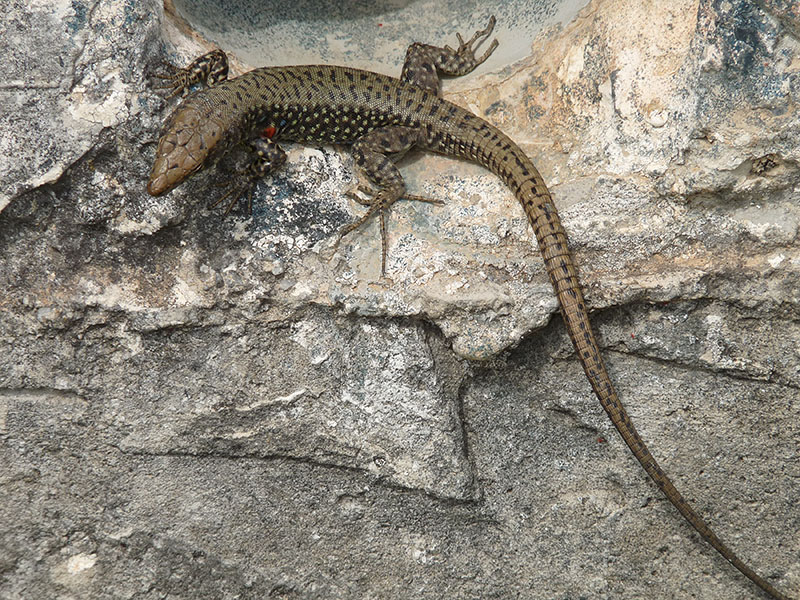 Dal Peloponneso: Podarcis muralis? No, Hellenolacerta graeca